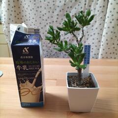 多肉植物 ゴーラム 鉢植え
