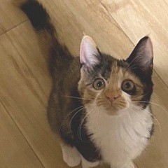 三毛子猫ネモちゃんです