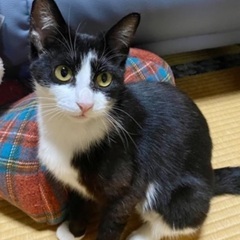 手足の先が白い靴下ガール☆ - あま市