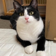 手足の先が白い靴下ガール☆ - 猫