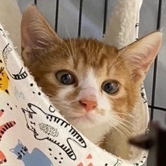 茶白の子猫ニモ君です