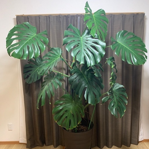 モンステラ　大型1株　２m越え　店舗などのインテリアに♪