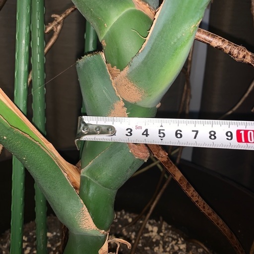 モンステラ　大型1株　２m越え　店舗などのインテリアに♪ モンステラ 大型1株 2m越え 店舗などのインテリアに♪