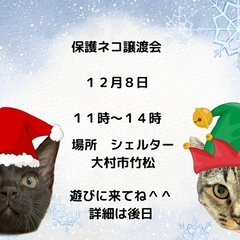 12/8 保護ネコ譲渡会