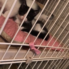 新しく募集！！２ヶ月の子猫
