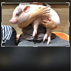 マイクロブタ1才オス9kg