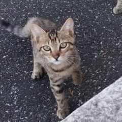 キジトラちゃん里親決定！