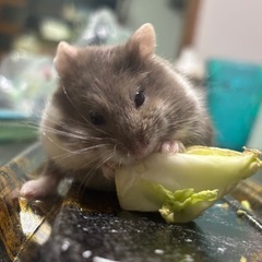 ‪🐹ハムスター好きさん‪🐹