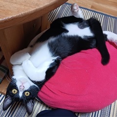 抱っこ大好きハチワレ男子😼