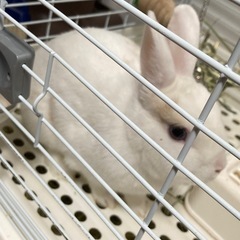 うさぎ一才♀（お話し合い中