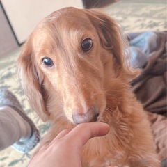 ミニチュアダックス