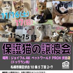 【札幌】保護猫の譲渡会in〈11/16-17〉