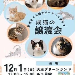 12月1日日曜日　成猫の譲渡会を開催します。