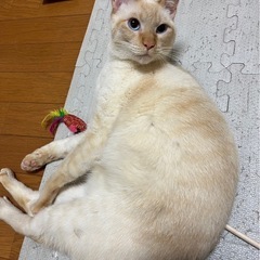 おめめがブルーのあおいくん