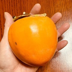 干し柿用巨大柿1箱11Kg
