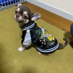 【決まりました】チワワ　オス　3歳 - 北九州市