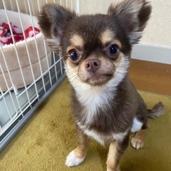 【決まりました】チワワ　オス　3歳 - 犬