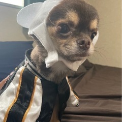 【決まりました】チワワ　オス　3歳 − 福岡県