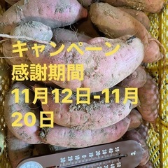 感謝期間中　掘り立て　紅はるか　バラサイズ　1キロ　