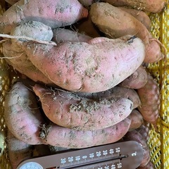 感謝期間中　掘り立て　紅はるか　バラサイズ　1キロ　の画像