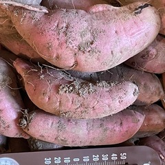 感謝期間中　掘り立て　紅はるか　バラサイズ　1キロ　の画像
