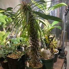 【写真更新】パキポディウム　ラメリー　　観葉植物　塊根植物　ビザールプランツ　グリーン　ガーデニングの画像