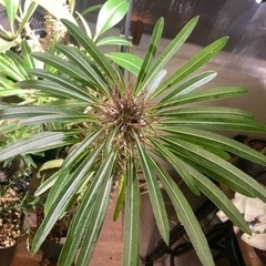 【写真更新】パキポディウム　ラメリー　　観葉植物　塊根植物　ビザールプランツ　グリーン　ガーデニングの画像