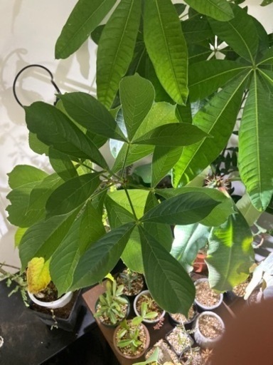 バオバブ　アダンソニア　ディキダータ　塊根植物　観葉植物　ビザールプランツ　グリーン　ガーデニング生活雑貨 家庭用品 観葉植物　塊根植
