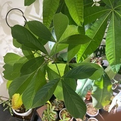 バオバブ アダンソニア ディキダータ 塊根植物 観葉植物 ビザール