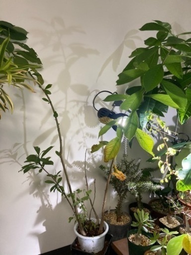 バオバブ　アダンソニア　ディキダータ　塊根植物　観葉植物　ビザールプランツ　グリーン　ガーデニング生活雑貨 家庭用品 ガーデニング