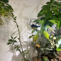 バオバブ　アダンソニア　ディキダータ　塊根植物　観葉植物　ビザー...