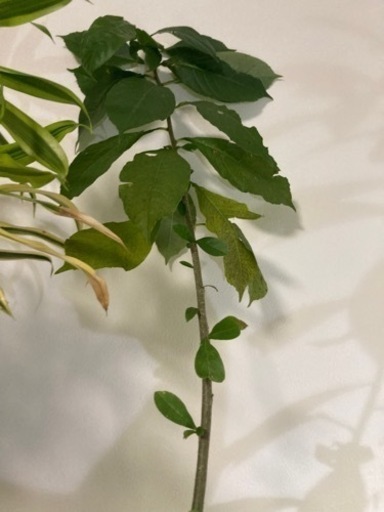 バオバブ　アダンソニア　ディキダータ　塊根植物　観葉植物　ビザールプランツ　グリーン　ガーデニング生活雑貨 家庭用品 観葉植物　塊根植