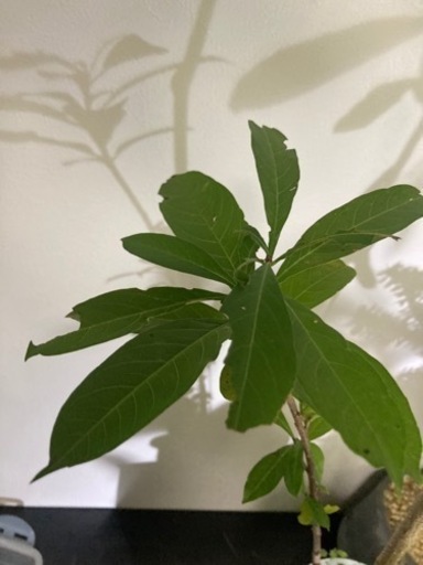 バオバブ　アダンソニア　ディキダータ　塊根植物　観葉植物　ビザールプランツ　グリーン　ガーデニング生活雑貨 家庭用品 観葉植物　塊根植