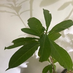 バオバブ アダンソニア ディキダータ 塊根植物 観葉植物 ビザール