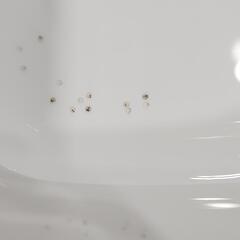 メダカの卵と稚魚(雑種)の画像