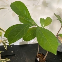 【受付終了】バオバブ　アダンソニア　ディキダータ　観葉植物　塊根植物　ビザールプランツ　グリーン　生活雑貨 家庭用品 ガーデニングの画像