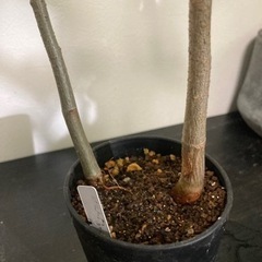 【受付終了】バオバブ　アダンソニア　ディキダータ　観葉植物　塊根植物　ビザールプランツ　グリーン　生活雑貨 家庭用品 ガーデニングの画像