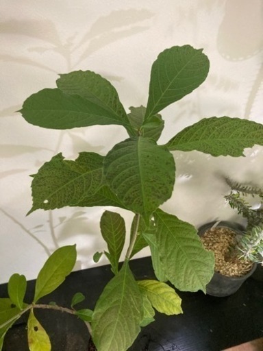 【受付終了】バオバブ　アダンソニア　ディキダータ　観葉植物　塊根植物　ビザールプランツ　グリーン　生活雑貨 家庭用品 ガーデニング
