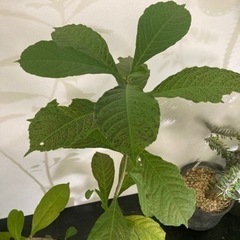 【受付終了】バオバブ　アダンソニア　ディキダータ　観葉植物　塊根植物　ビザールプランツ　グリーン　生活雑貨 家庭用品 ガーデニングの画像