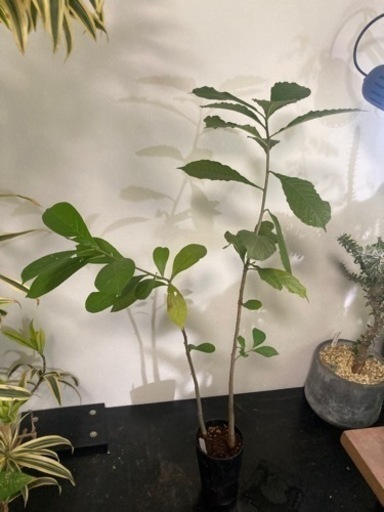 【受付終了】バオバブ　アダンソニア　ディキダータ　観葉植物　塊根植物　ビザールプランツ　グリーン　生活雑貨 家庭用品 ガーデニング
