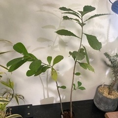 【受付終了】バオバブ　アダンソニア　ディキダータ　観葉植物　塊根...