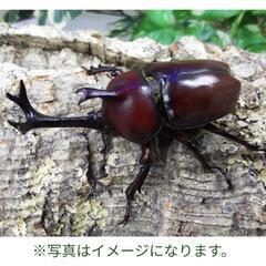 カブトムシの幼虫