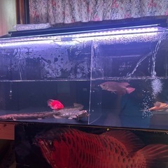 アクアリウム古代魚の画像