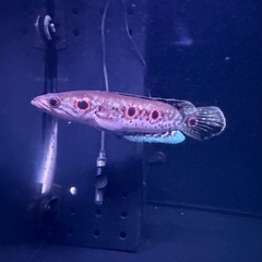 アクアリウム古代魚の画像