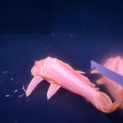 アクアリウム古代魚の画像