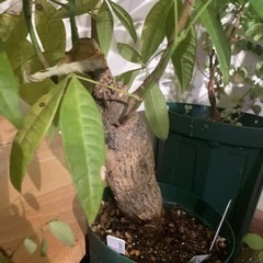 パキラ　観葉植物　塊根植物　グリーン生活雑貨 家庭用品 ガーデニング