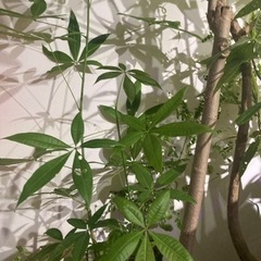 パキラ　観葉植物　塊根植物　グリーン生活雑貨 家庭用品 ガーデニングの画像