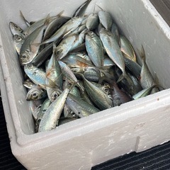 一緒に釣りしませんか！！
