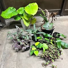受付中　観葉植物　色々　の画像