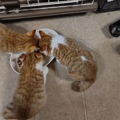 🐱生後2ヶ月の茶白3姉妹🐱 - 横浜市